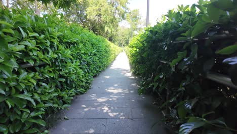 park pathway lined with lush green hedges