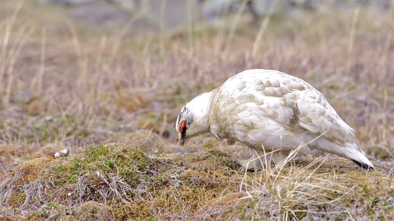 la perdiz blanca de svalbard macho en longyearbyen en spitzbergen en svalbard noruega