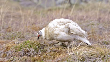 Männliches-Svalbard-Schneehuhn-In-Longyearbyen-Auf-Spitzbergen-In-Svalbard-Norwegen