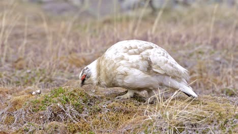 la perdiz blanca de svalbard macho en longyearbyen en spitzbergen en svalbard noruega