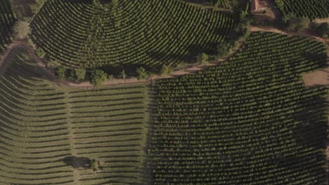 multi-culture-familiar-brazilian-farm-drone-shot