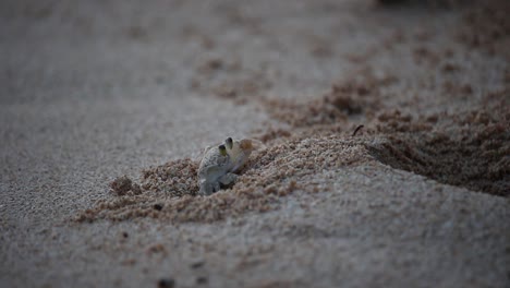 sand crabs digging hole in beach on kawaii