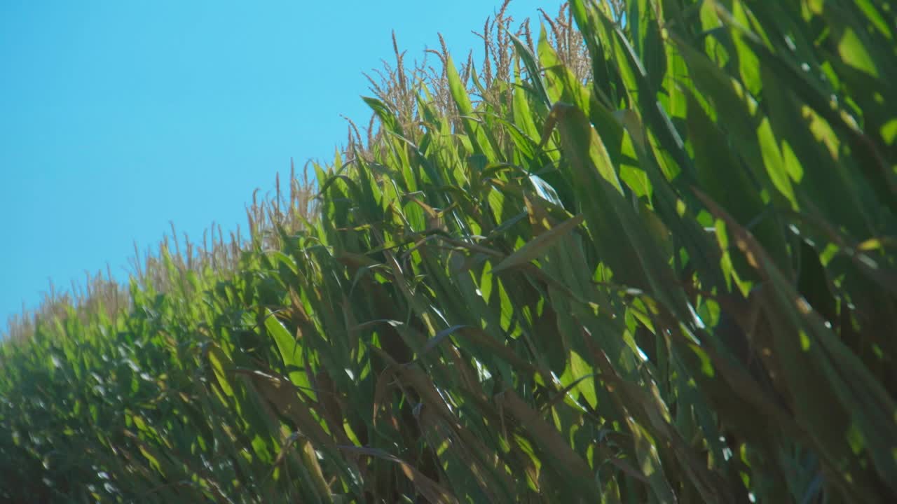 Corn stalks swaying by the wind on a sunny summer day