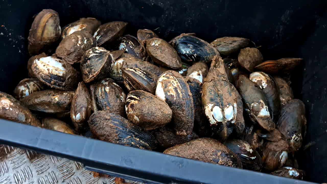 Bucket of Freshwater Mussels after Harvesting in closeup shot