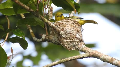 der gelbe iora-vogel brütet im nest