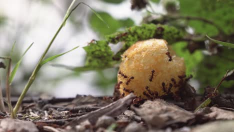 ants eating food for people, front view, extreme closeup