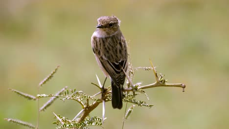 Statische-Aufnahme-Eines-Weiblichen-Afrikanischen-Chat-Vogels-Aus-Stein,-Der-Auf-Einem-Ast-Thront