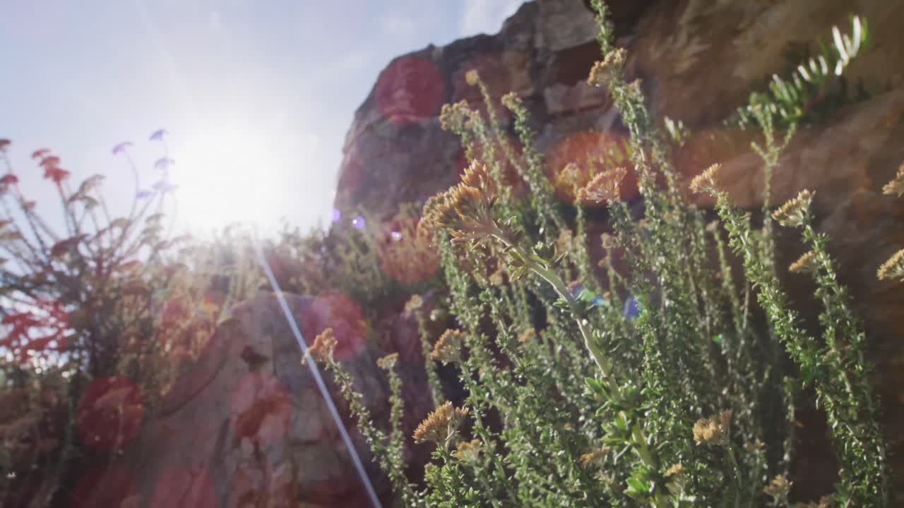 plantas retroiluminadas y destello de la lente contra las rocas de la montaña y el cielo azul