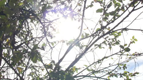 una foto del sol brillando a través de las ramas de los árboles