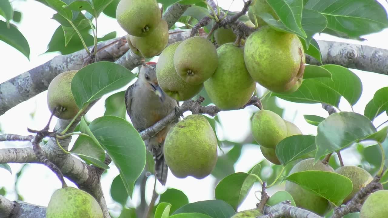 cerca de un pájaro carpintero de vientre rojo comiendo una pera en un árbol