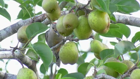 close up of a red bellied woodpecker eating a pear in a tree