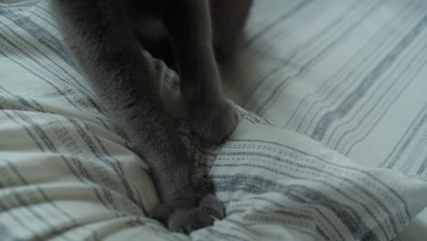 blue persian cat paws kneading a white pillow