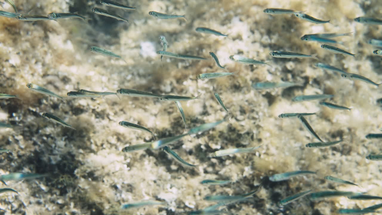 물 에 있는 작은 물고기 무리