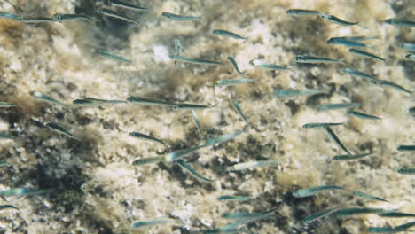 escuela de peces pequeños bajo el agua