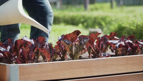 Close-up-on-man-hands-watering-pouring-water-on-red-lettuce-with-a-watering-can-copy-space