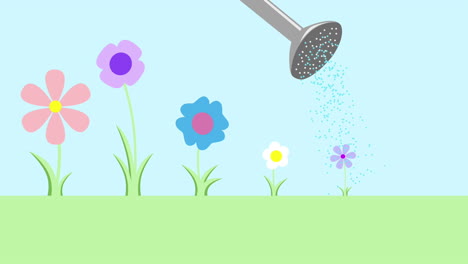 watering colorful flowers in a garden