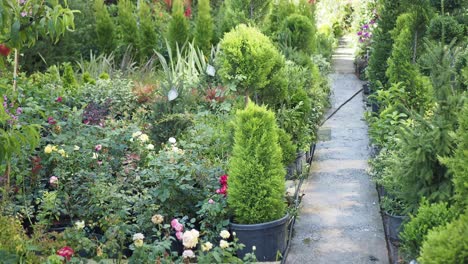 peach trees and other plants at a garden center