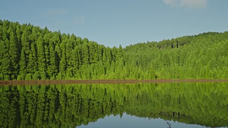 tranquil canário lagoon: serene lake bank, lush pine trees, azores