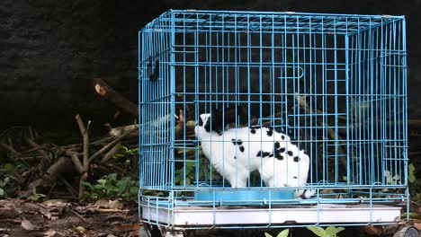 rabbit in a blue iron cage