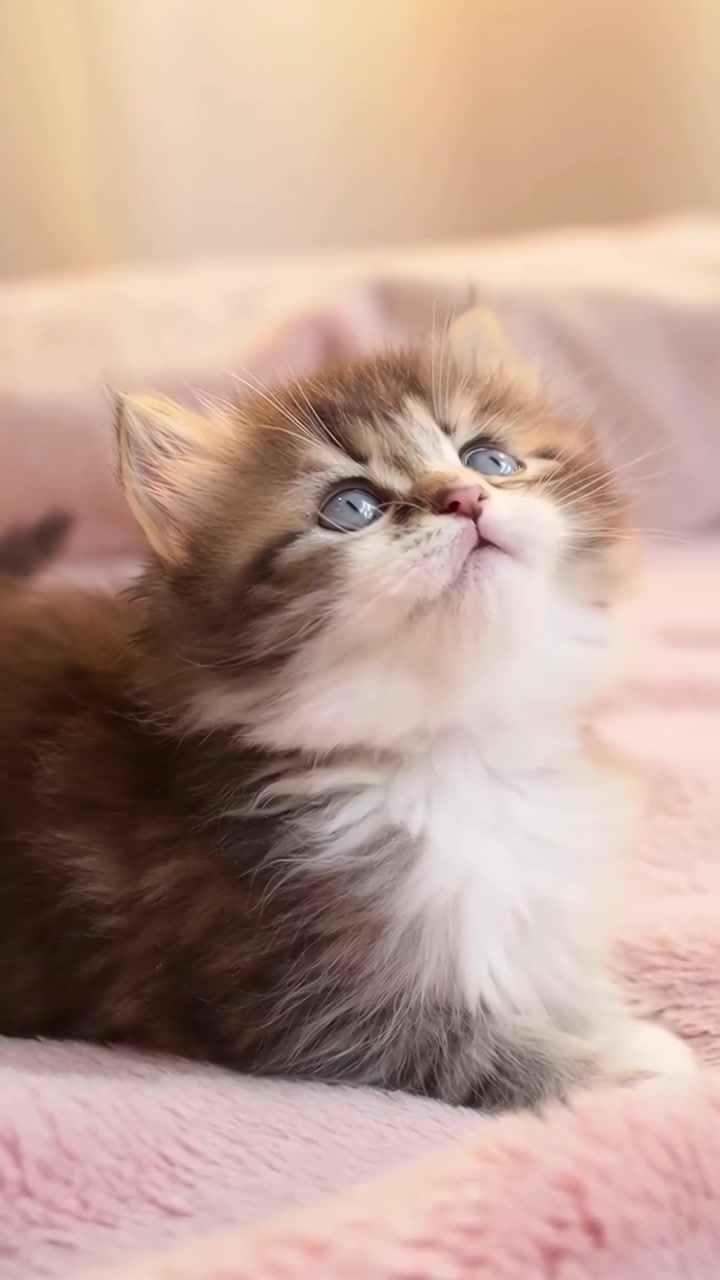 Gatinho fofo e peludo com olhos azuis deitado em um cobertor rosa