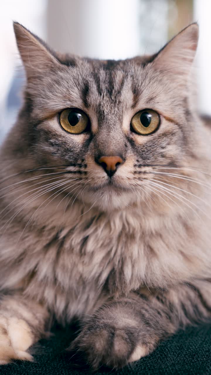 Ritratto ravvicinato di un gatto soriano soffice che guarda la fotocamera
