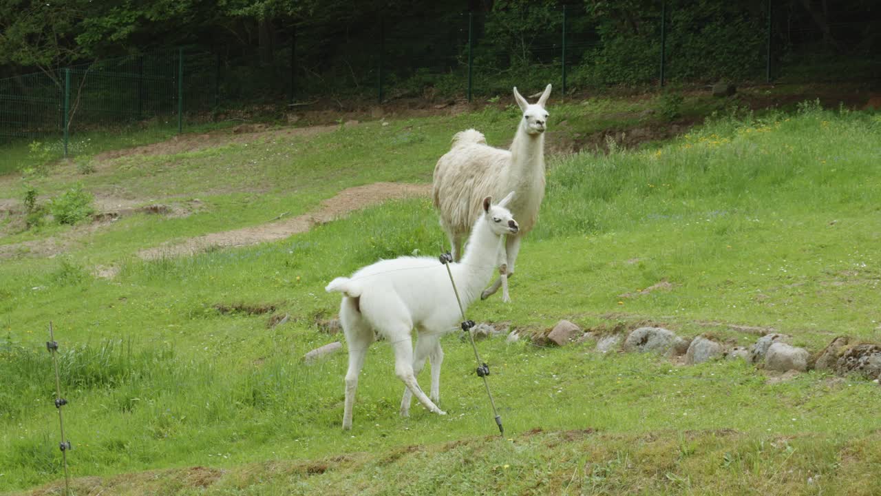 Beautiful Pair Of White Llamas. A Male Llama Walking Towards The Female Llama In A Meadow At Gdansk Zoo, Poland.  - Medium Shot