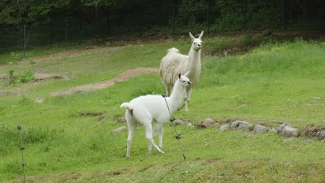 beautiful pair of white llamas. a male llama walking towards the female llama in a meadow at gdansk zoo, poland.  - medium shot
