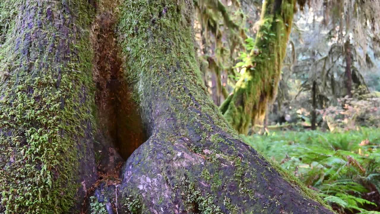 Close-up of a massive mossy tree trunk and green ferns in the misty rainforest of Olympic National Park