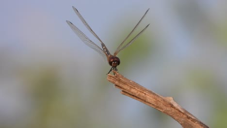 hermosa libélula en el viento