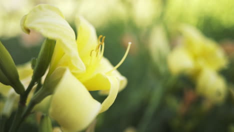 close-up of a yellow lily