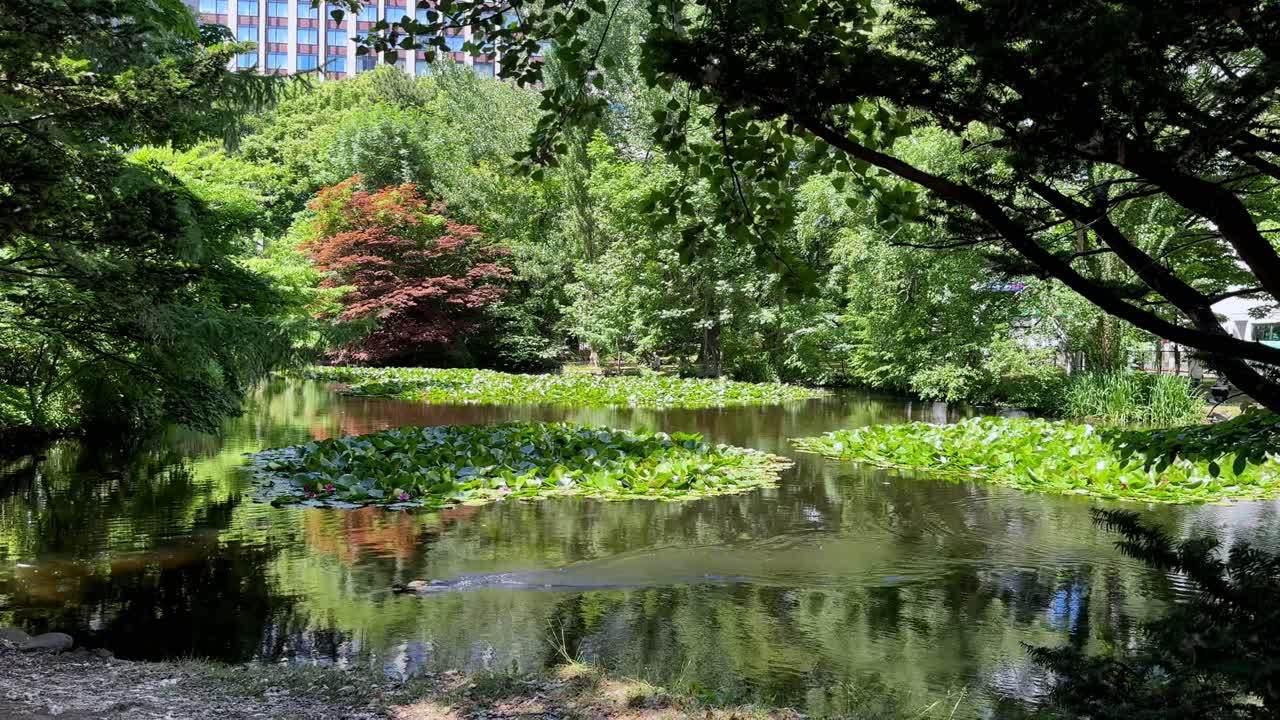 Tranquil pond in Sapporo with lush greenery and serene reflections