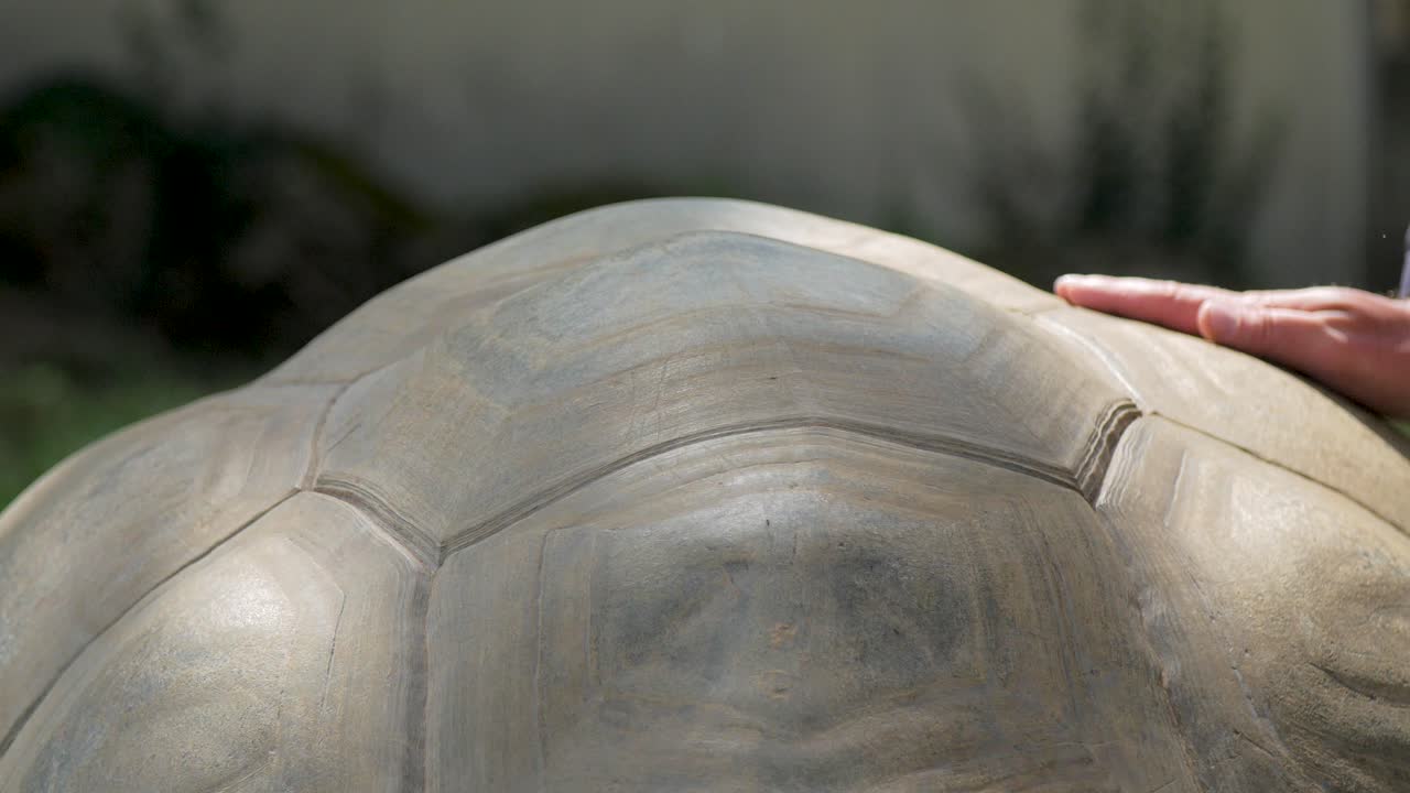 рука, касающаяся брони гигантской галапагосской черепахи, взаимоотношения человека и диких животных, сохранение дикой природы и исчезающих видов животных