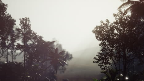 tropical palm rainforest in fog
