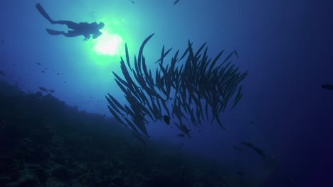 School-of-yellow-tail-barracuda-and-a-scuba-diver-in-backlight