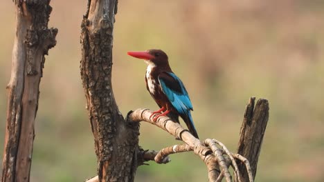 kingfisher in pond area taking bath