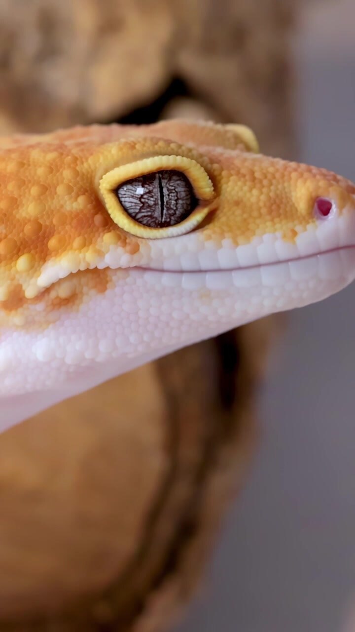 Macro profielopname van een luipaardgekko kop met gedetailleerd oog en oranje schubben