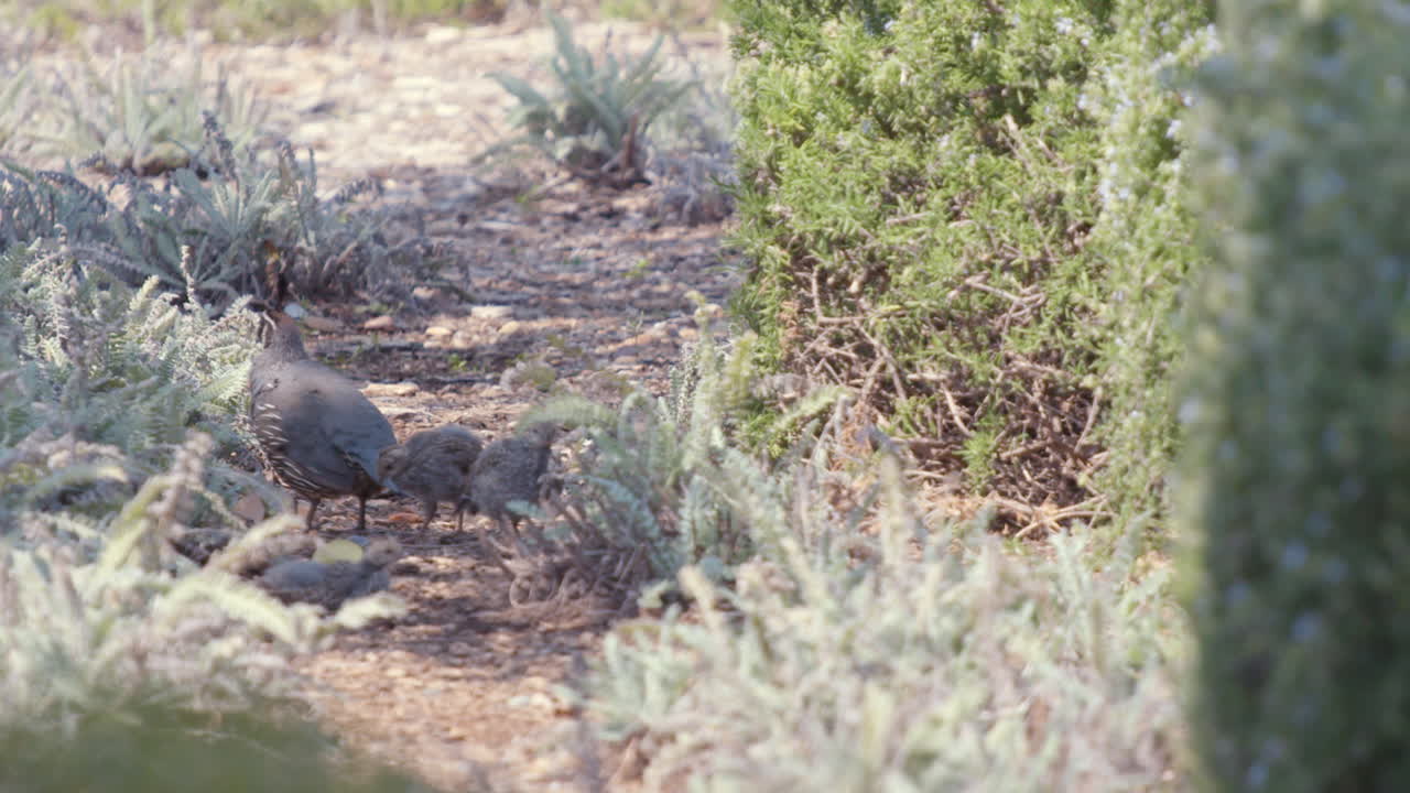 codorniz macho de california y sus polluelos buscando comida en cámara lenta