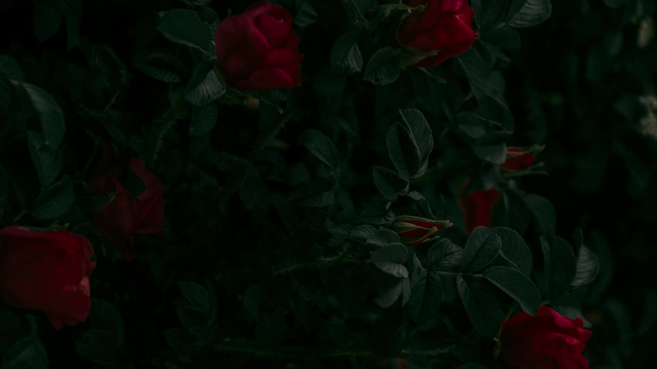Cuori romantici e rose