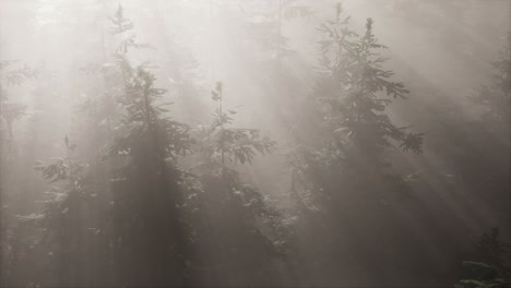 aerial sunrays in forest with fog