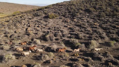 seguimiento perfecto e inmaculado de un grupo de caballos salvajes corriendo por una montaña al atardecer