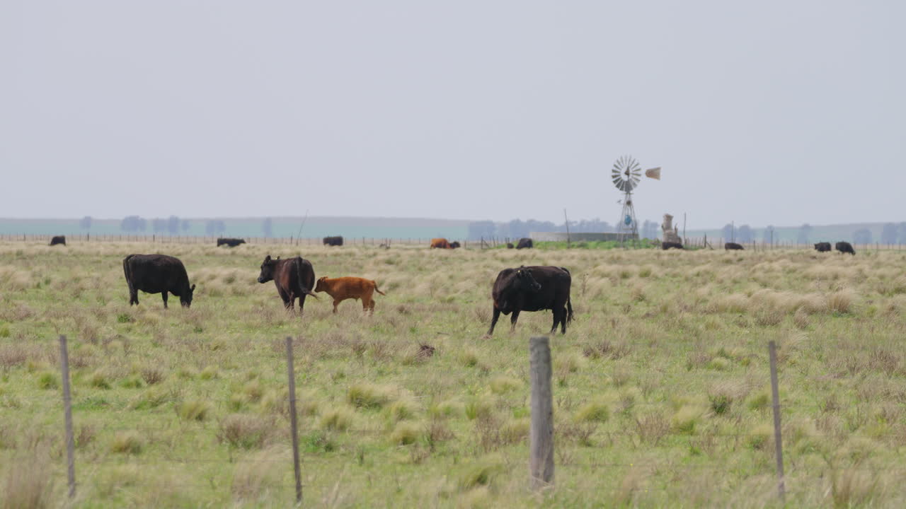 Cows grazing in a fenced green field, with a g windmill in the background