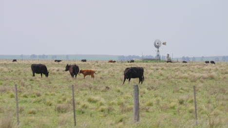 cows grazing in a fenced green field, with a g windmill in the background