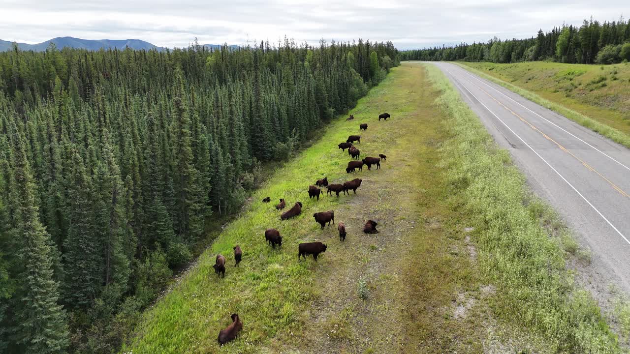 A large herd of bison are seen grazing peacefully on the lush green grass along the side of a paved road, with a dense forest bordering the meadow in Canada