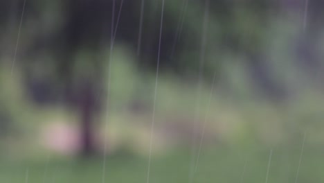 rain comes in the jungle anytime and one must enjoy the most out of it
