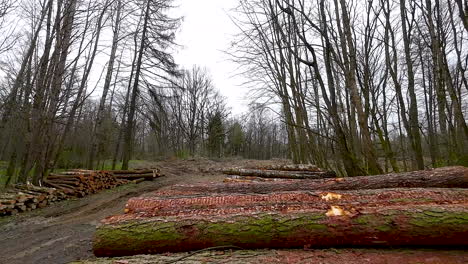 largas filas de pilas de madera de troncos perfectamente apiladas a lo largo del camino de tierra en el bosque mixto