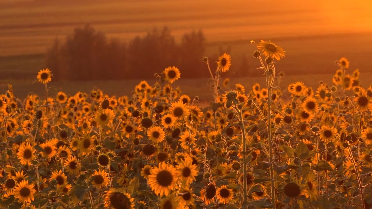 Veduta aerea con drone di girasoli che riempiono un campo rurale al tramonto, creando un'atmosfera calda e naturale