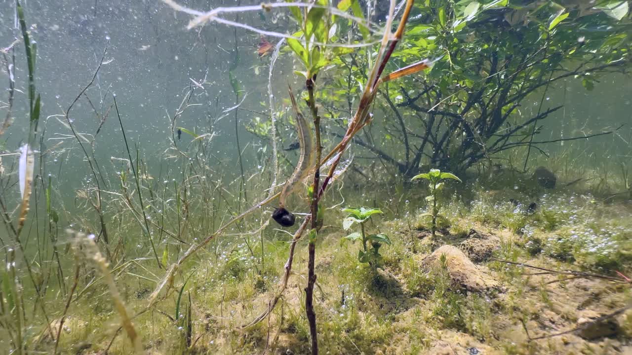Well camouflaged Great diving beetle (Dytiscus marginalis) larva on a water plant with its favorite prey - a tadpole. Estonia