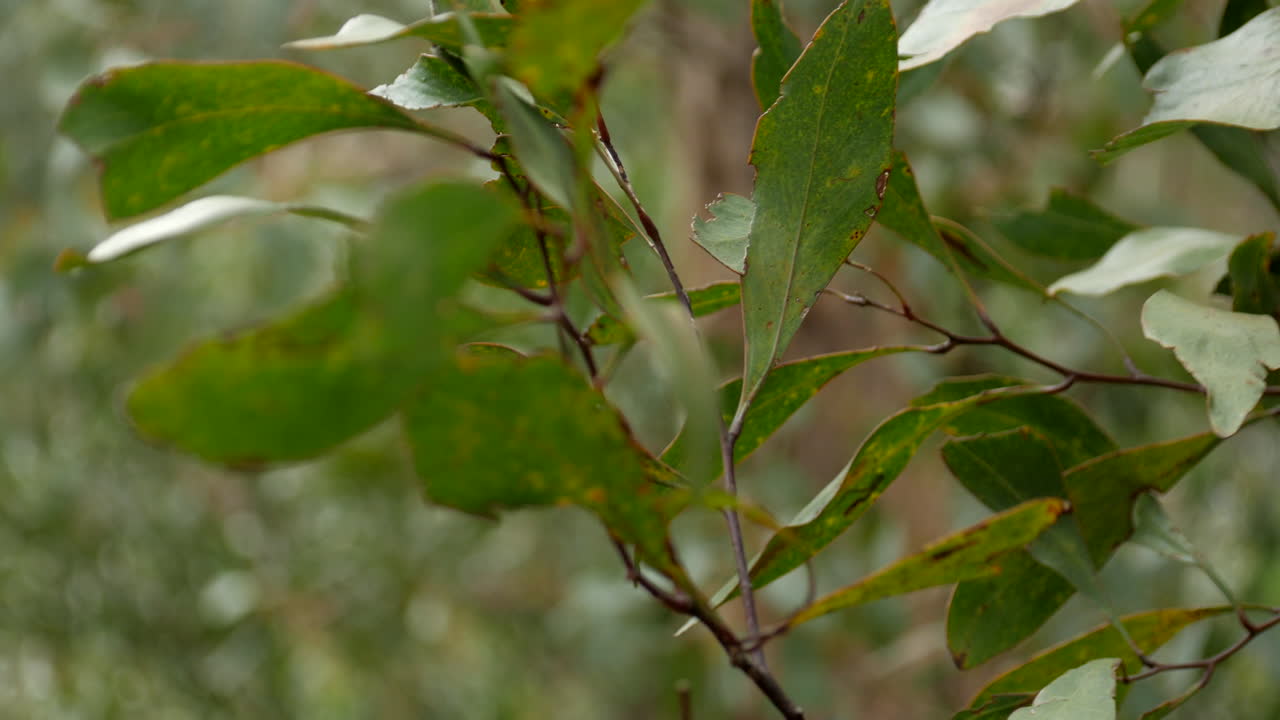 hojas de goma en un árbol de eucalipto