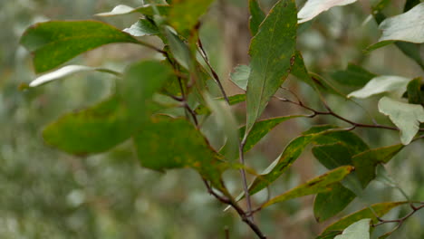 Hojas-De-Goma-En-Un-árbol-De-Eucalipto