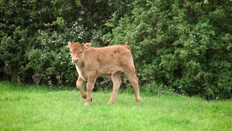 Ein-Sehr-Junges-Kalb,-Das-Eine-Hecke-Und-Ein-Feld-Unweit-Der-Mutter-Erkundet